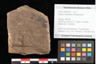 Foto (Objekt + Etikett) von Quercus palaeoilex Ettingshausen (NHMW-GEO-2024-0188-0946)